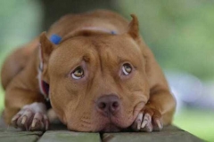 Bệnh suy giáp ở chó pitbull: Biểu hiện, nguyên nhân và cách điều trị