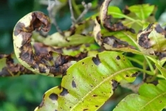 Bệnh thán thư gây hại trên xoài