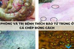 Phòng và trị bệnh thích bào tử trùng ở cá chép đúng cách