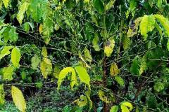 Biểu hiện của bệnh thiếu dinh dưỡng trên cây cà phê và cách khắc phục 