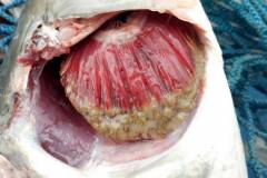 Biện pháp phòng bệnh thối mang ở cá chép hiệu quả