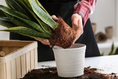 Bệnh thối rễ trên Cây lưỡi hổ: Dấu hiệu, nguyên nhân và cách khắc phục bệnh 