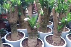 Bệnh thối thân ở cây thiết mộc lan: Nguyên nhân và cách điều trị