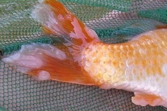 Bệnh thối vây, đuôi ở cá cảnh: biểu hiện, nguyên nhân và cách điều trị