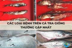 Các loại bệnh trên cá tra giống thường gặp nhất