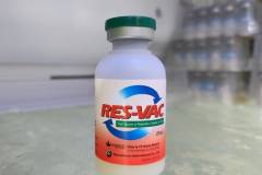 Các loại thuốc trị bệnh tụ huyết trùng trên heo hiệu quả