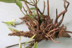 Tìm hiểu nguyên nhân và cách phòng trị bệnh tua mực trên cây quế