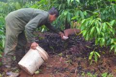 Cách khắc phục bệnh vàng lá cây cà phê do thiếu dinh dưỡng