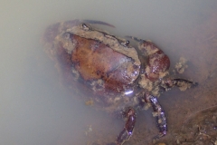 Bệnh sinh vật bám cua đồng - nguyên nhân, triệu chứng và cách điều trị hiệu quả