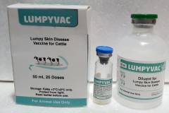 Tìm hiểu vắc xin Lumpyvac phòng bệnh viêm da nổi cục ở bò
