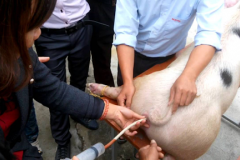Phòng bệnh viêm tử cung ở heo nái