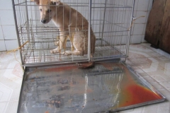 Bệnh xuất huyết đường ruột ở chó: nguyên nhân và cách điều trị