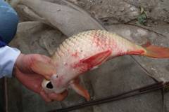 Nguyên nhân gây bệnh xuất huyết mùa xuân trên cá chép và cách phòng trị