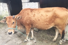 Bò bị viêm da nổi cục: nguyên nhân, triệu chứng và cách điều trị