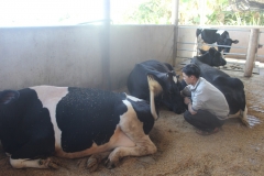 Các bệnh thường gặp ở giống bò sữa Hà Lan bà con cần biết