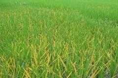 ﻿Lúa bị bọ trĩ: nguyên nhân, triệu chứng và cách khắc phục
