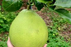 Cách chọn các loại bưởi chưng tết đẹp, ngon, không bị khô 
