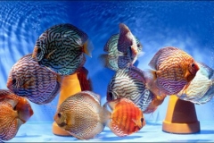 Cá dĩa: Nguồn gốc, đặc điểm, tập tính sinh sản của cá