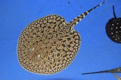 Cá đuối nước ngọt (cá Sam): Nguồn gốc, đặc điểm, phân loại cá