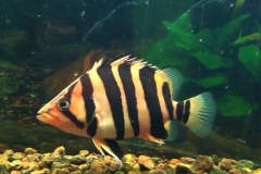 Cá Hổ (Datnoid): Nguồn gốc, đặc điểm, phân loại giống cá hổ