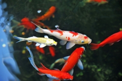 Nhu cầu dinh dưỡng của cá Koi