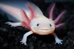 Cá Kỳ Nhông (Axolotl): Nguồn gốc, đặc điểm, môi trường sống của cá kỳ nhông