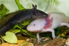 Cách nuôi, chăm sóc cá kỳ nhông axolotl lớn nhanh, khỏe mạnh