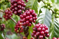Giá cà phê hôm nay 15/2: Đồng loạt giảm 500 đồng/kg tại các tỉnh Tây Nguyên