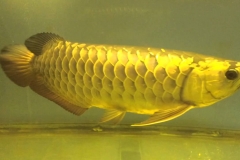 Cá rồng Châu Á: Tất tần tật thông tin thú vị về loài cá rồng