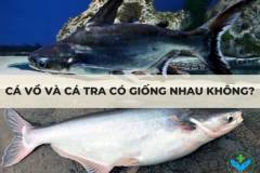 Cá vồ và cá tra có giống nhau không?