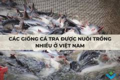 Các giống cá tra được nuôi trồng nhiều ở Việt Nam
