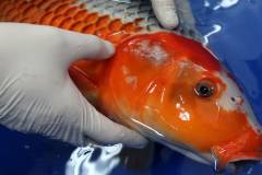 Các loại bệnh của cá chép koi thường gặp và cách điều trị