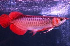 Tham khảo các loại cá rồng và giá từng loại phổ biến