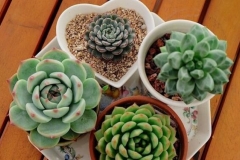 Top cây cảnh đẹp giá rẻ chỉ dưới 200k đáng trồng nhất