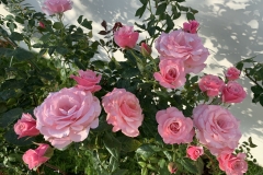 Gợi ý các loại hoa hồng đẹp, dễ chăm sóc, dễ trồng tại nhà