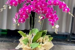Các loại hoa lan đẹp, dễ trồng, phổ thông nhất hiện nay