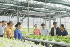 Khám phá các mô hình kinh tế nông nghiệp hiệu quả