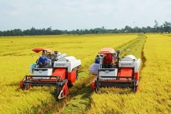 Tìm hiểu các vụ gieo trồng trong năm của cây lúa ở các vùng 