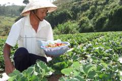 Nhu cầu dinh dưỡng cách bón phân cho dâu tây hiệu quả 