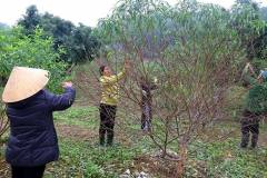 Cách chăm hoa đào nở đúng dịp tết