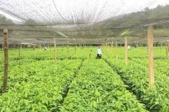 Cách chăm sóc cây quế trong vườn ươm để cây phát triển nhanh, khỏe mạnh 