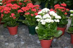 Cách chăm sóc hoa sống đời nở đúng dịp tết