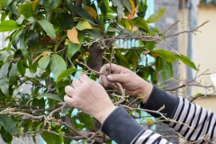 Cách chăm sóc mai vàng ra hoa đúng tết