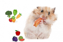 Mách bạn cách cho chuột hamster ăn giúp chuột luôn béo ú, khỏe mạnh