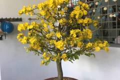 Hướng dẫn cách chọn cây mai vàng đẹp để chưng tết