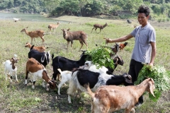Cách chọn giống dê chuẩn