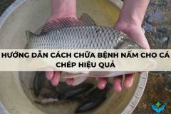 Hướng dẫn cách chữa bệnh nấm cho cá chép hiệu quả