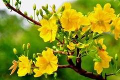 Cách định giá cây mai vàng chính xác nhất