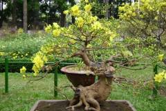 Yếu tố quyết định đến cách định giá cây mai vàng mà bạn cần biết