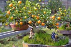 Bật mí cách làm cho cây quất ra quả đúng dịp tết